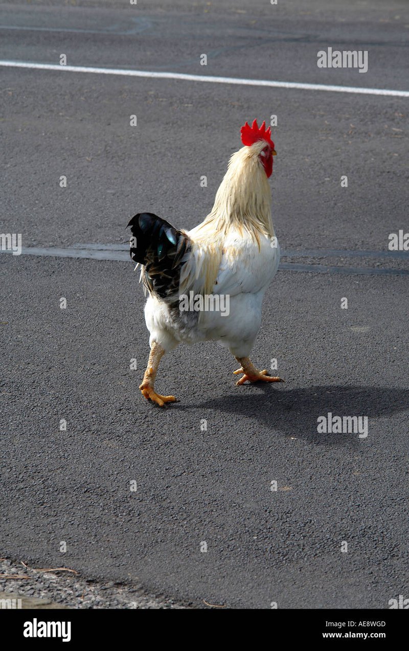 Chicken road - Descubre el Juego de Azar Chicken Road, ¡Juega en Línea en España!