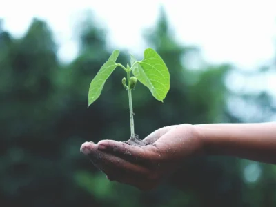 reforestacion (2)