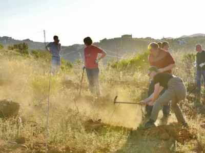 reforestacion